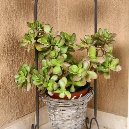 Traditional Mandola * Livathos (Kefalonia)